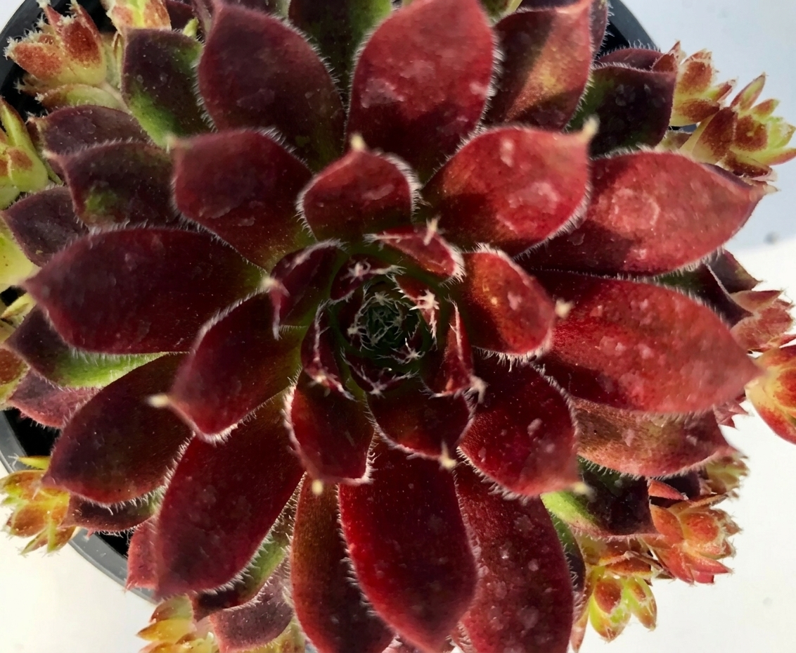 Sempervivum arachnoideum 'Red Papaver'